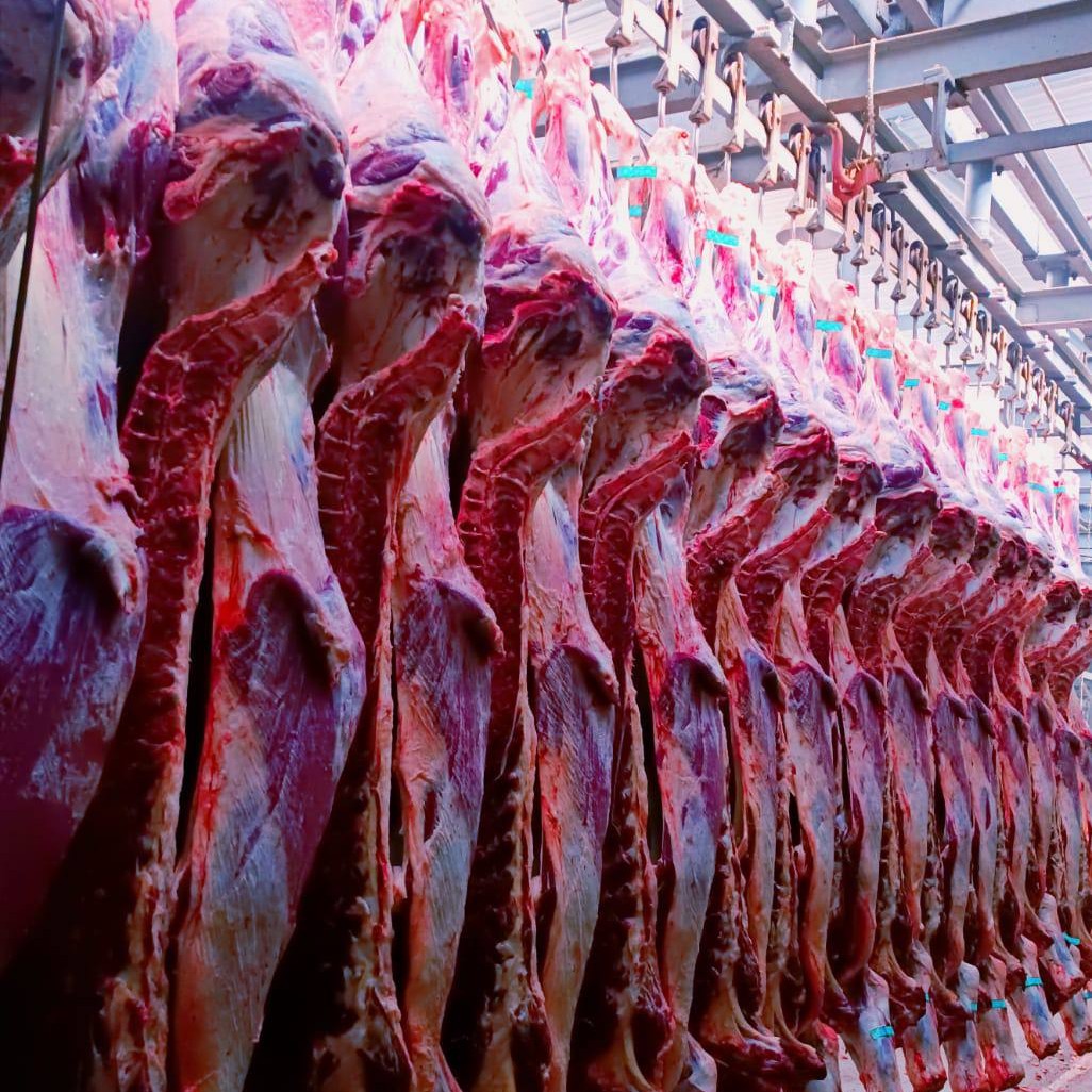 تأمین و پخش گوشت گوساله